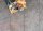 Keramikplatte Athos Rock anthrazit 598 x 1198 x 20 mm