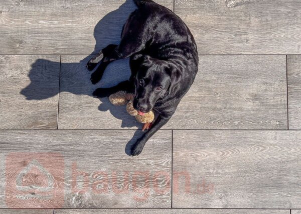 Keramikplatte Workwood Vapore grau 398 x 1198 x 20mm