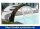IDEAL Eichenwald Schwalldusche Alaska V4A | gerade Form